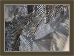photo "Flounderwall"