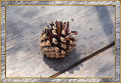photo "Coniferous shot"