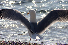 photo "Seagull"