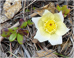 photo "Spring flower, autumn background"