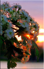 photo "Sun flower"