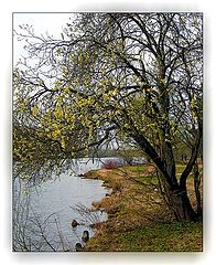 фото "Ива над водой"