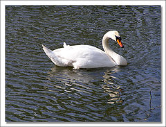 photo "The Swan"