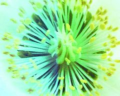 photo "Abstract"