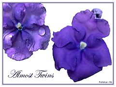photo "Almost Twins"