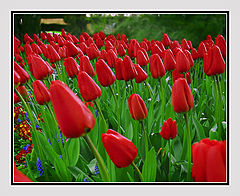 фото "***"