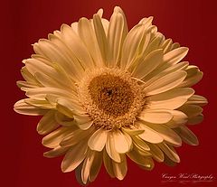 photo ""Grandmas Old Linnen""