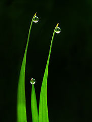 фото "Morning"