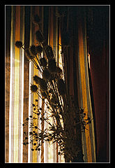 фото "*"
