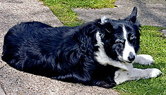 photo "Jasper"