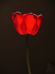 фото "Tulipan"