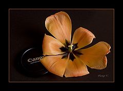 photo "***"