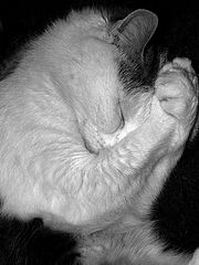photo "Who have opened the window? It's cold!!!"