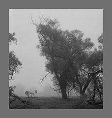 photo "***"