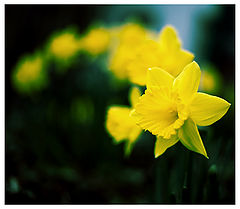 photo "Unflowering"