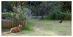 photo "Predator and Prey"