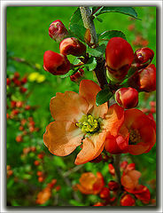 photo "***"