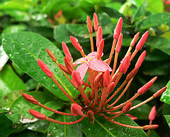 photo "Flower and rain"