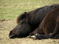 photo "If I take a little nap and dream about summer... Maybe the grass will be greener when I wake up?"