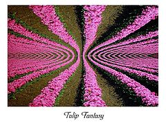 фото "Tulip Fantasy"
