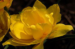photo "Flower №2"