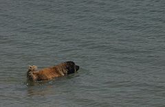 photo "In the bath"