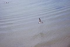 фото "Flying over the sea"