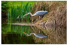 photo "Reflections"