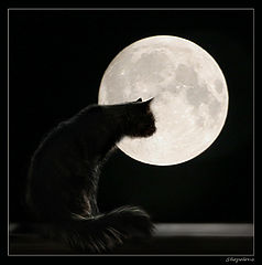 photo "Interesting, there are cats on the moon"