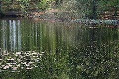 photo "Summer day"