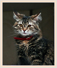 photo "Sad and thoughtful"