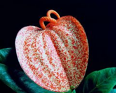 photo "Anthurium ( Flamingo Flower )"