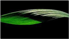 фото "Green Wave"