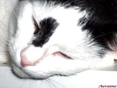 photo "Sweet dream."