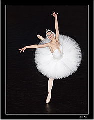 photo "C grace of a Swan"