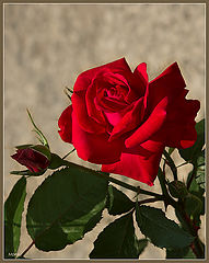 photo "***"
