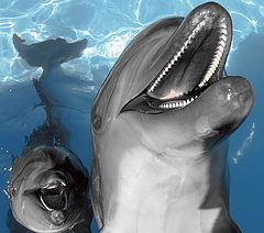 фото "dolphins"