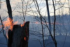 photo "Fire games"