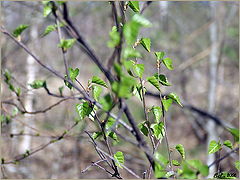 фото "Весна"