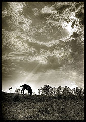 фото "Horse"