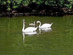 photo "Swans"