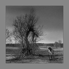 photo "***"