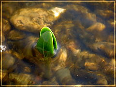 photo "***"