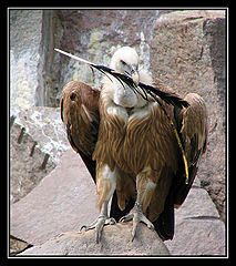 photo "White-headed predator"
