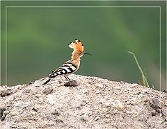 фото "Франт 3"
