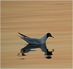 фото "Sad seagull"