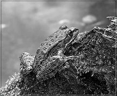 photo "***"