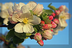 фото "Apple bloom"