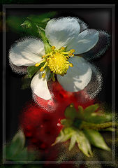 photo "Sweet dream"