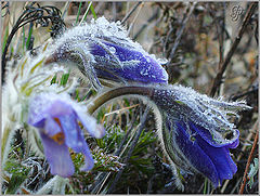 фото "заморозки"
